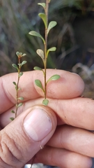 Samolus repens repens