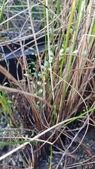 Samolus repens repens