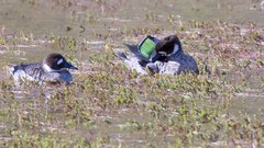 Speculanas specularis