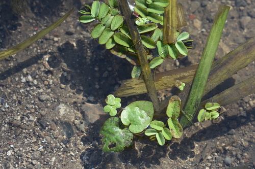 Hydrocharis dubia iNat (2)