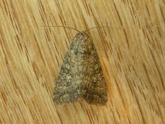 Condicinae