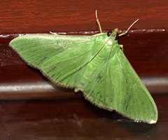 Parotis punctiferalis