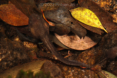 Chinese Edible Frog photo 5