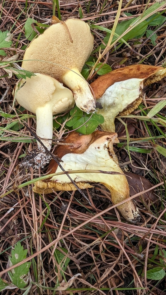 Suillus granulatus · October 2023 · photo: © atsushi_nakajima_cirque (iNaturalist, cc-by)