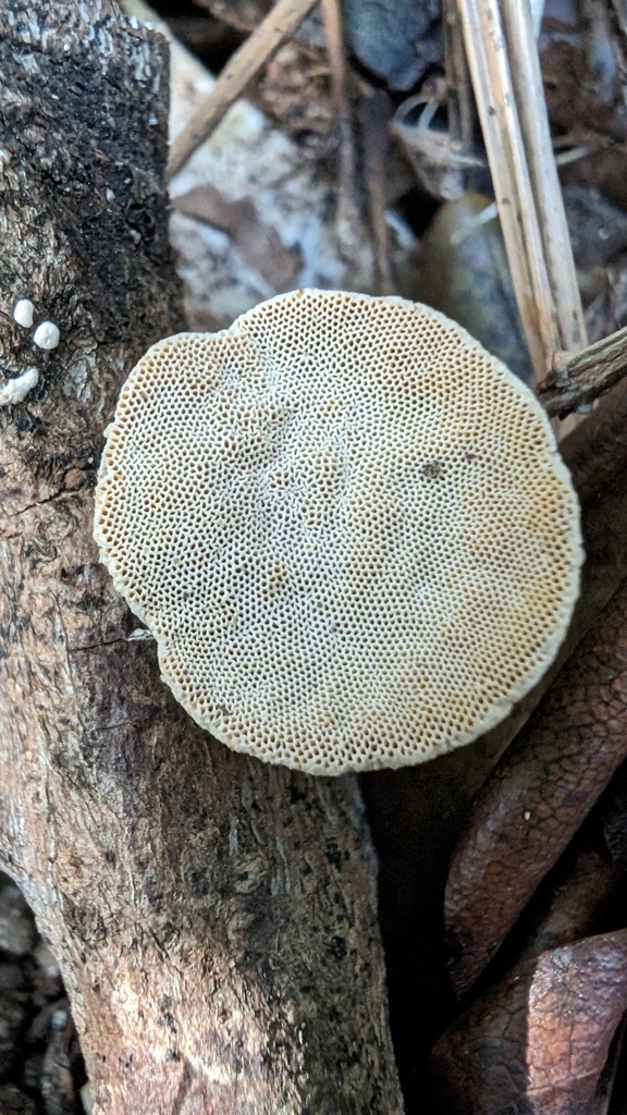 Truncospora ochroleuca · October 2023 · photo: © atsushi_nakajima_cirque (iNaturalist, cc-by)