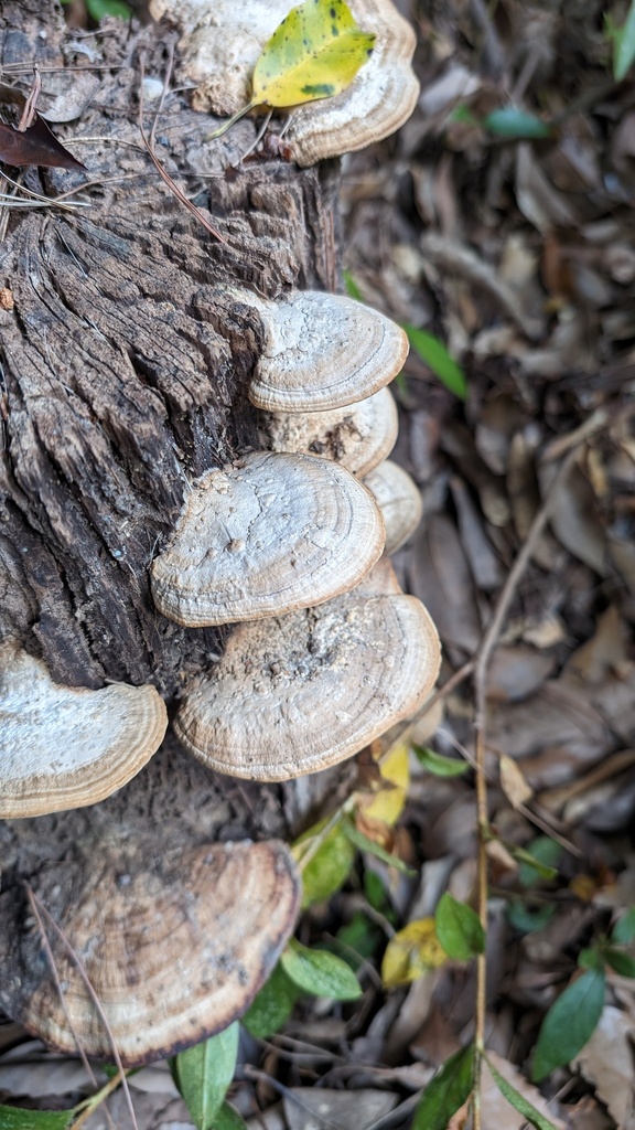Fomitopsis dickinsii · October 2023 · photo: © atsushi_nakajima_cirque (iNaturalist, cc-by)