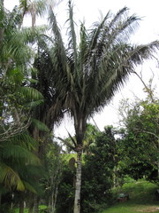 Oenocarpus bataua