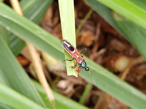 Phorastes incognitus