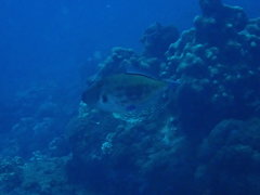 Thamnaconus analis