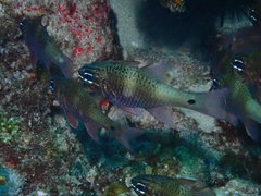 Ostorhinchus norfolcensis