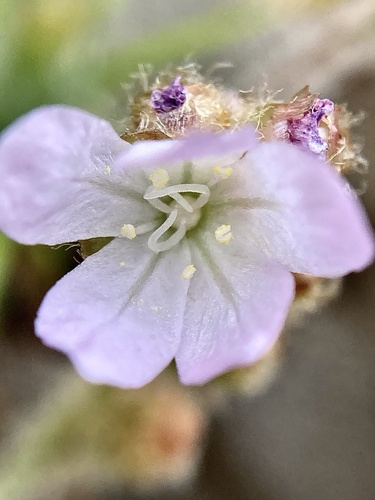 Drosera scorpioides (Drosera scorpioides)