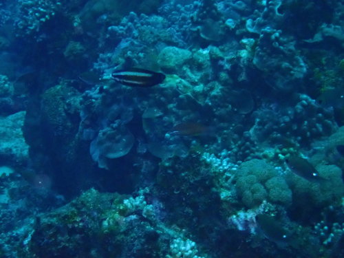 Labropsis australis