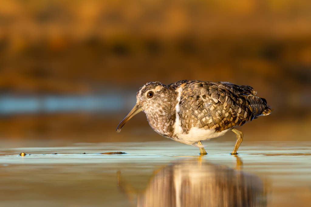 Painted-snipes