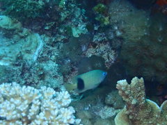 Plectroglyphidodon johnstonianus