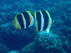 Chaetodon tricinctus