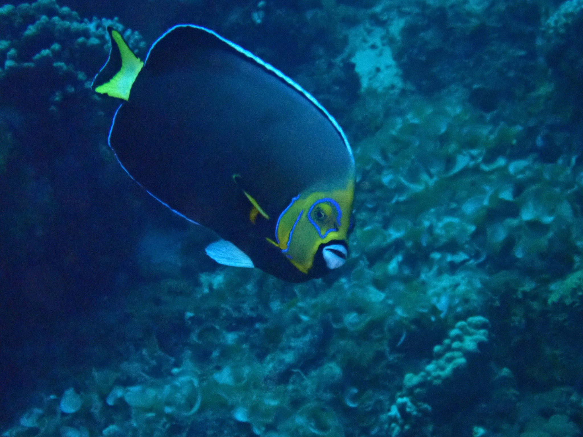 顯目神仙 (眼鏡神仙) Chaetodontoplus conspicillatus