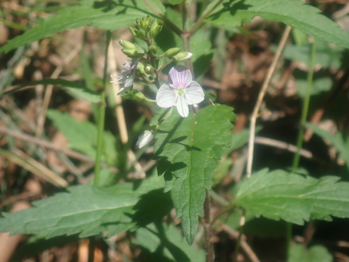 Image of Veronica notabilis by no rights reserved