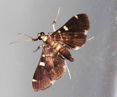 Piletocera aegimiusalis