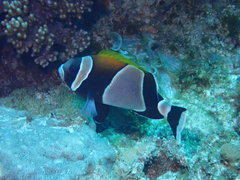 Amphiprion latezonatus