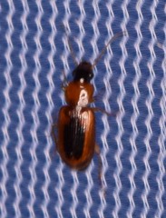 Stenolophus dissimilis