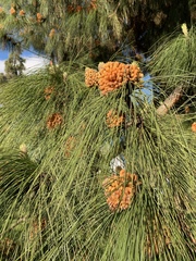 Pinus canariensis