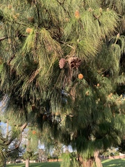 Pinus canariensis
