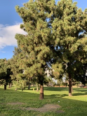 Pinus canariensis