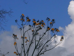 Cochlospermum orinocense