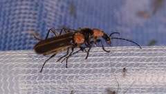 Podabrus quadratus