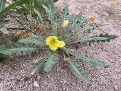 Oenothera primiveris primiveris