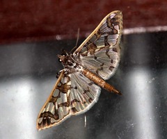 Polythlipta liquidalis