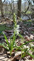 Ornithogalum nutans