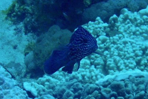 Coris bulbifrons