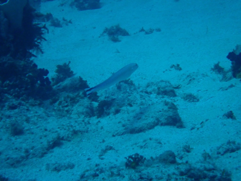 Flagtail Blanquillo
