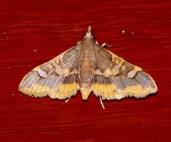 Prophantis adusta