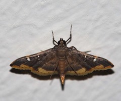 Prophantis octoguttalis