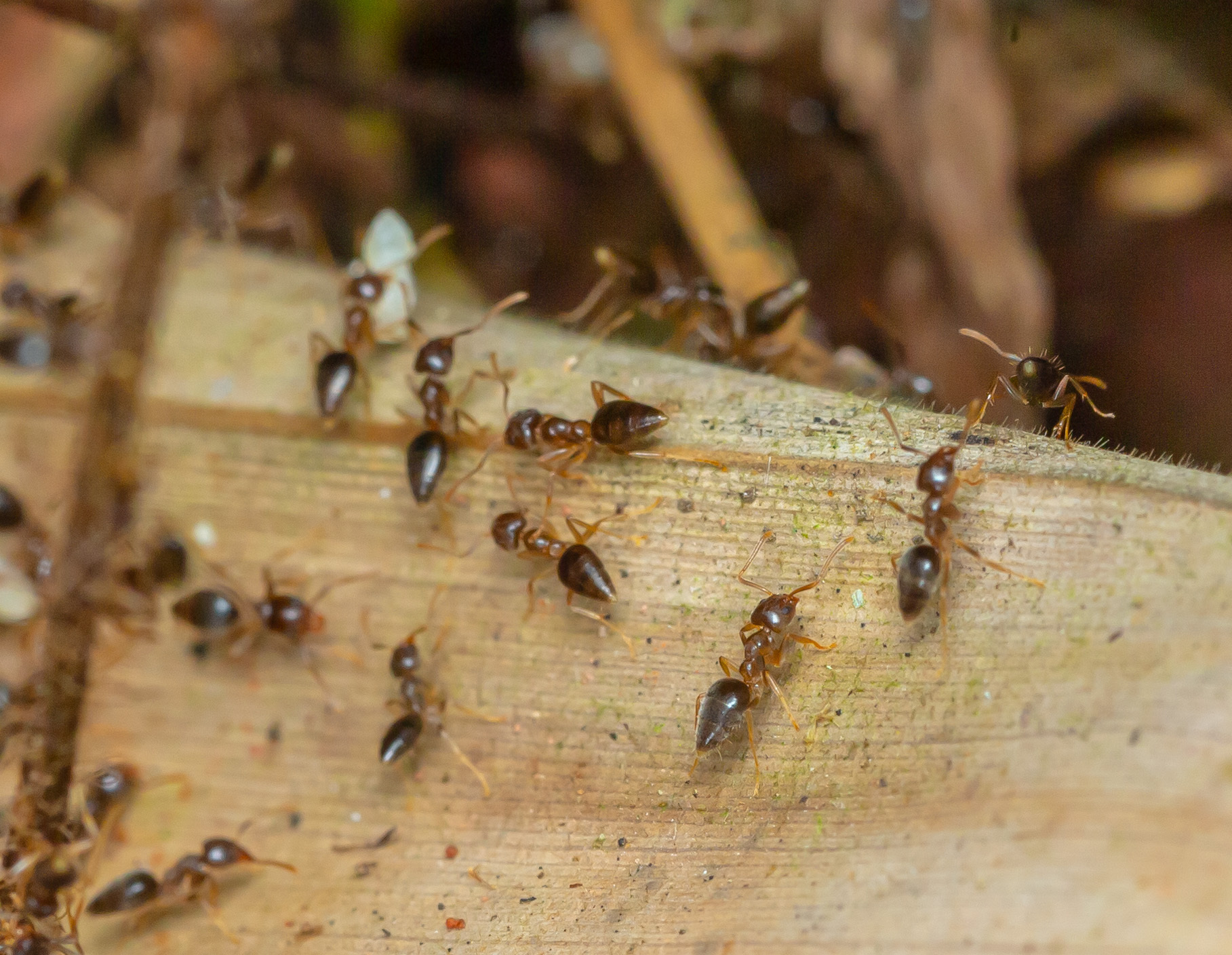 Technomyrmex pratensis