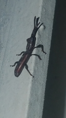 Paratrachelizus uncimanus