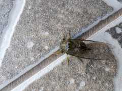 Dorisiana drewseni