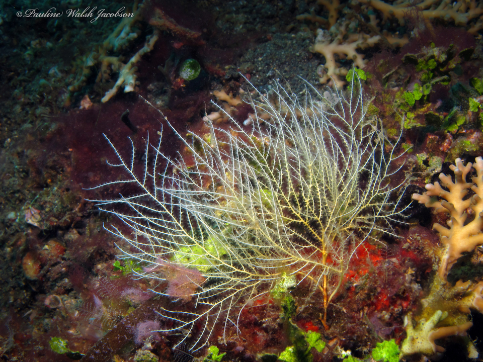 Stephanogorgia diomedea
