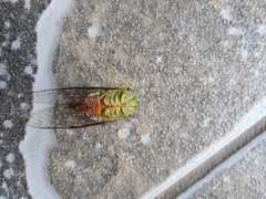 Dorisiana drewseni