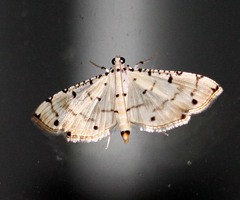 Pycnarmon cribrata
