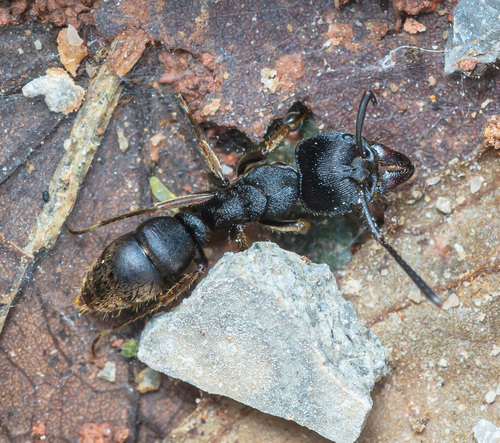 郑氏扁头猛蚁Ectomomyrmex zhengi