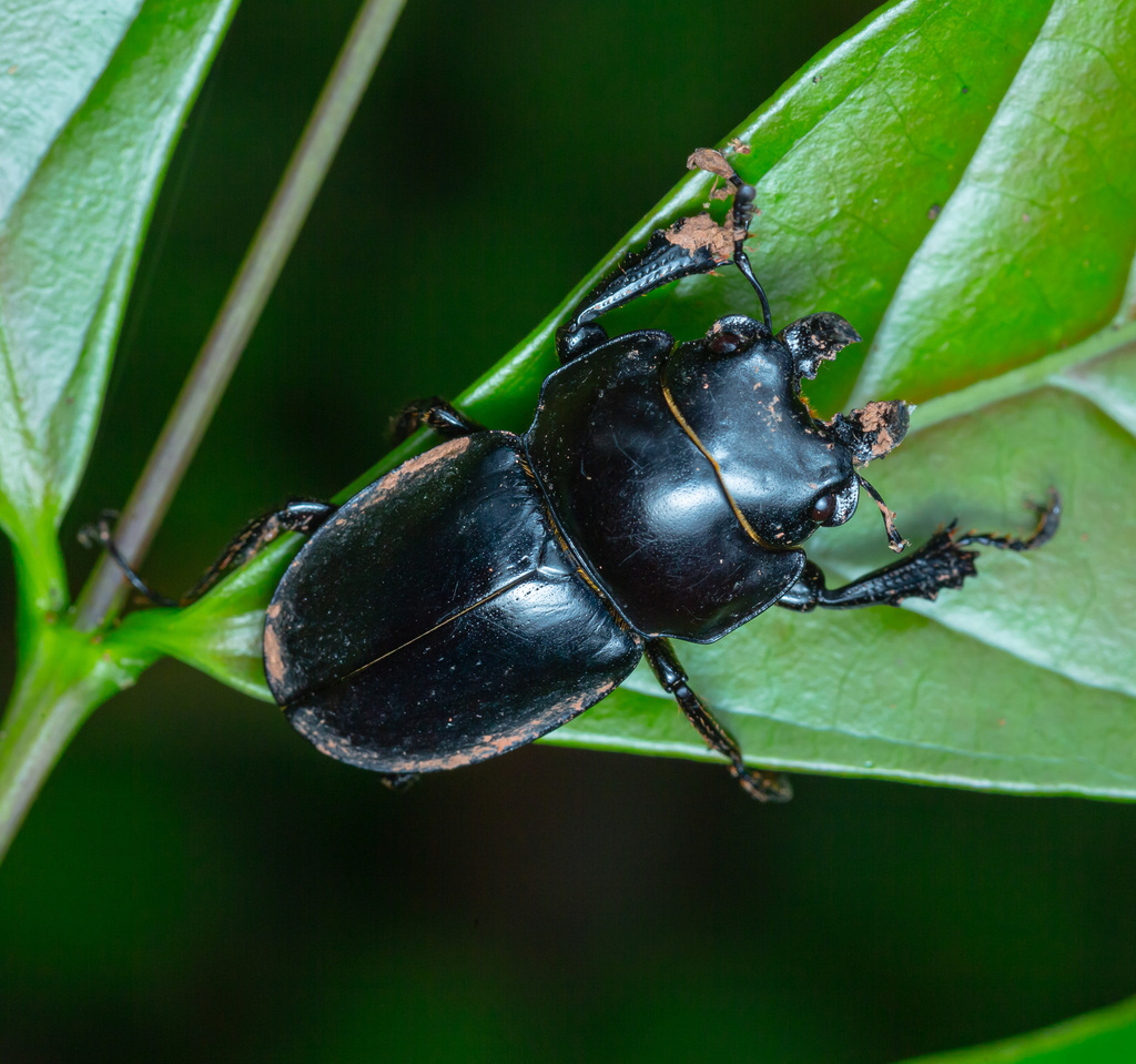 Neolucanus brevis