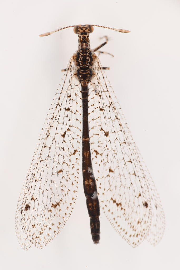 Chaetoleon pusillus