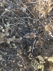 Perognathus longimembris
