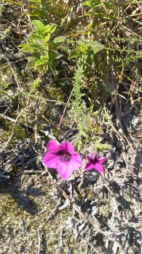 Calibrachoa heterophylla (Calibrachoa heterophylla)