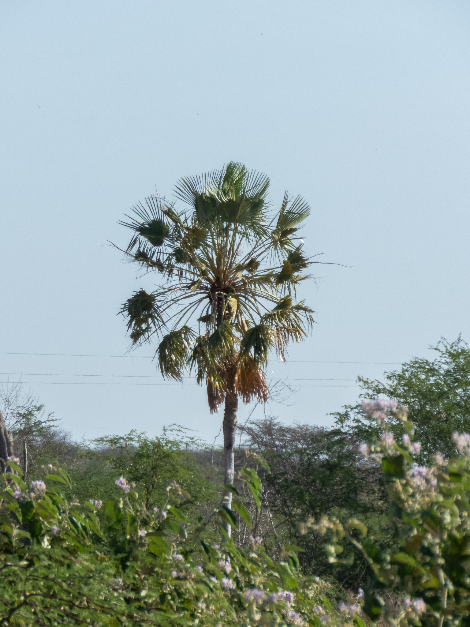 Copernicia prunifera