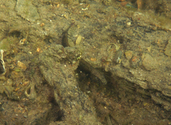 Cryptocentroides gobioides