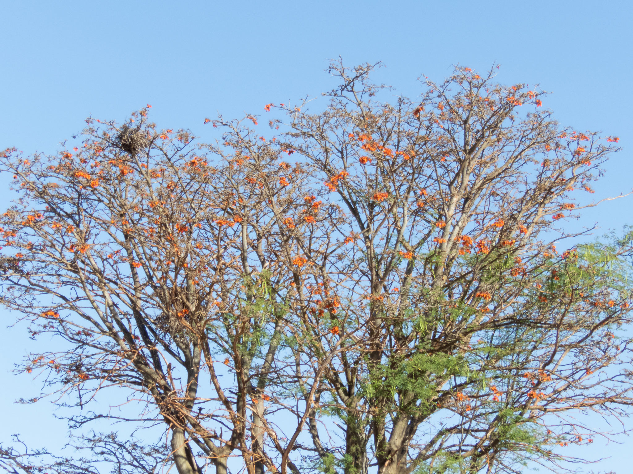 Erythrina velutina